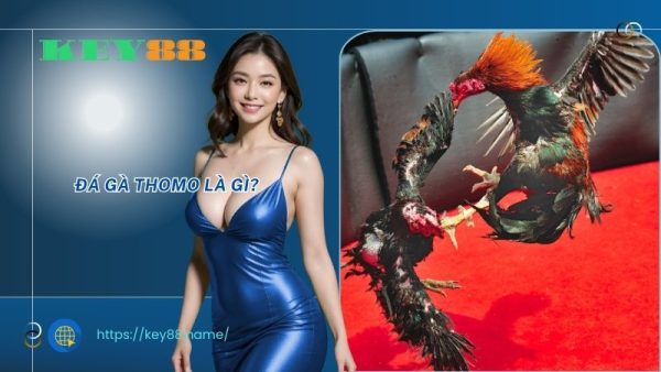 Đá gà Thomo là gì? 